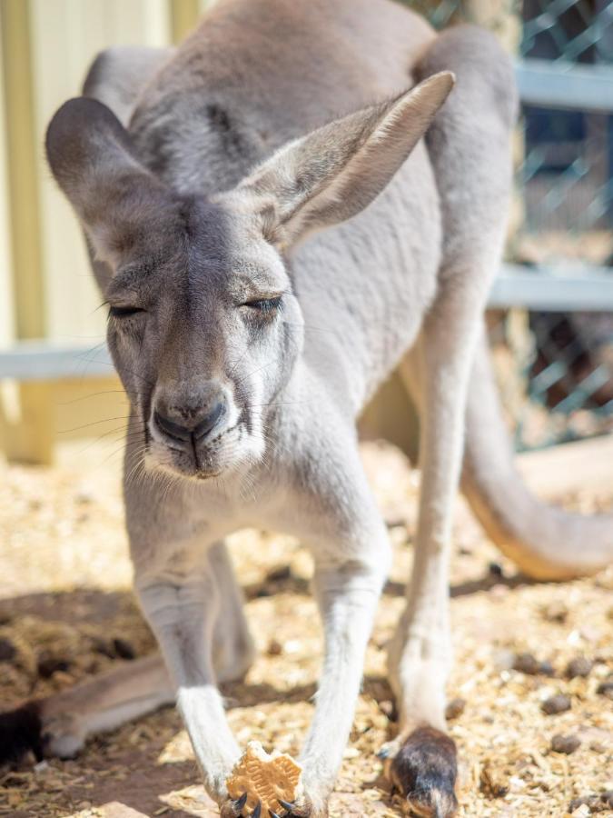 Wallaroo Holiday Park Eksteriør bilde